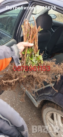 Разсад ягоди и малини , снимка 8 - Разсади - 53290171