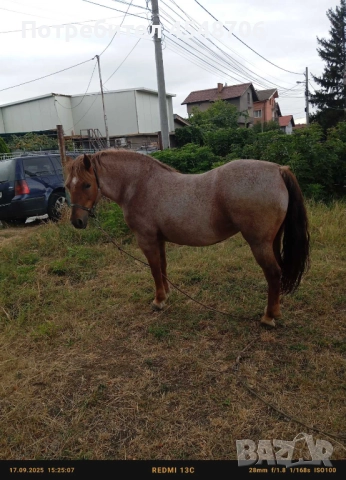 Продавам кобила, снимка 2 - Коне - 52100867
