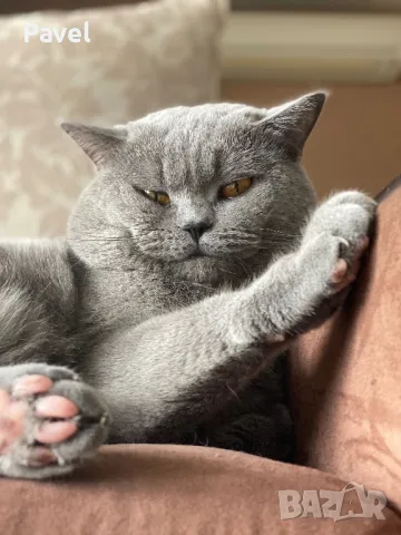 Благороден син британец търси подходяща дама, снимка 5 - Търси партньор - 46957445