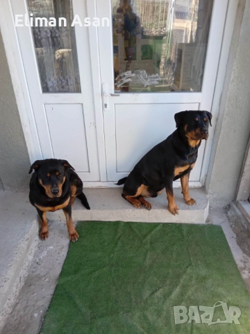 Rotwailer Kuceta Mijko i Jesnko , снимка 6 - Ротвайлер - 53354297