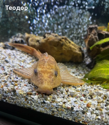 Анцитрус албинос 25см