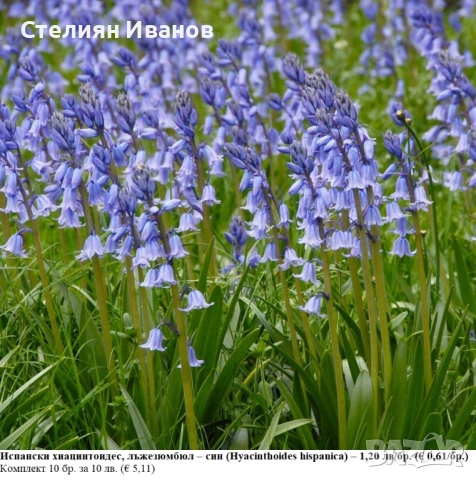 Испански хиацинтоидес, лъжезюмбюл – син (Hyacinthoides hispanica) – луковици