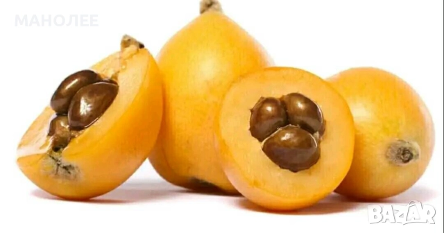 Японска мушмула