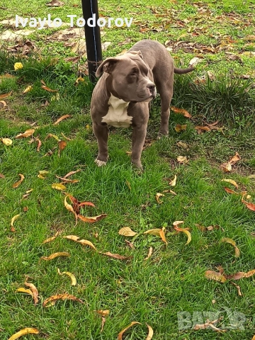 Зина на година и четери месеца очаква новият си стопанин. 