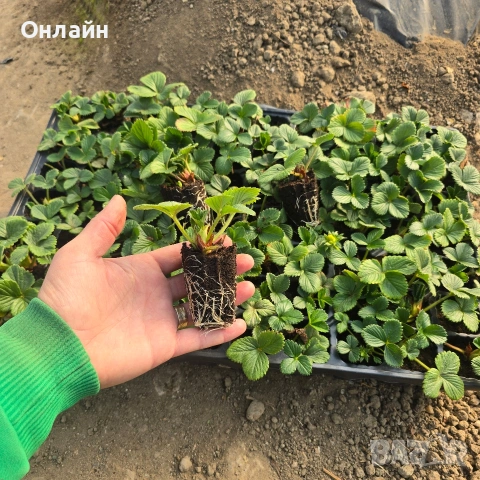 Разсад ягоди в тарелка/табла, снимка 2 - Разсади - 53593951