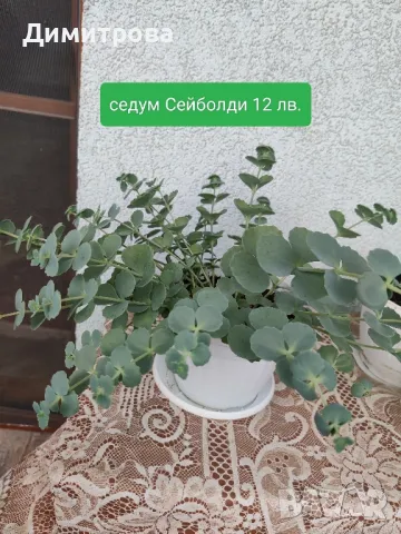 седум Сейболди 