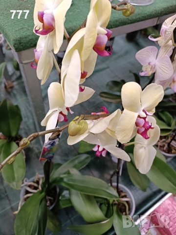 орхидеи , снимка 6 - Стайни растения - 43765955