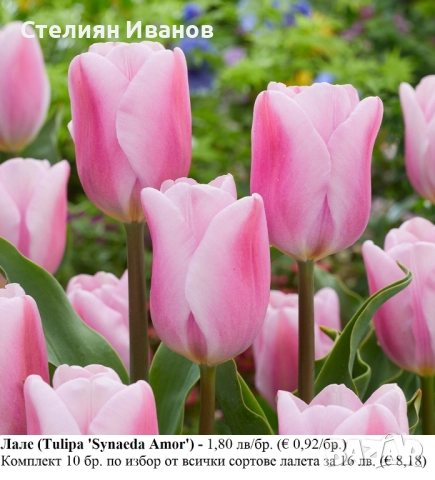 СОРТОВИ ЛАЛЕТА – ЛУКОВИЦИ - част 2, снимка 13 - Сортови семена и луковици - 52372863