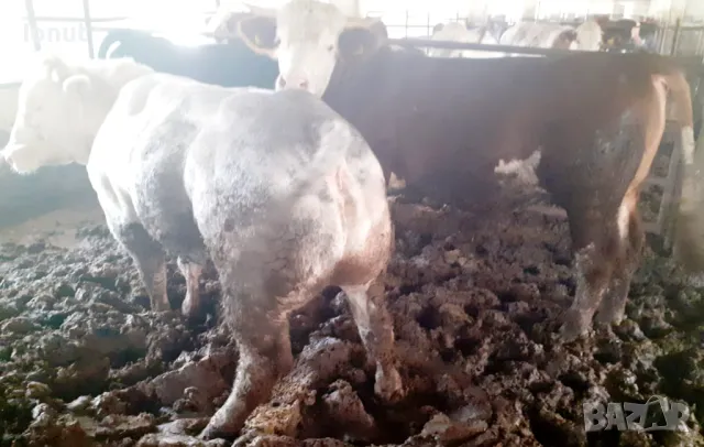 Продавам телета и бикове ., снимка 3 - За селскостопански - 49685126