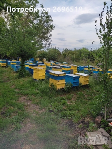 пчелин, снимка 4 - За пчели - 53222159