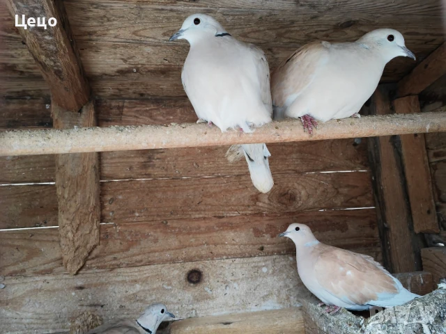 Продавам гугутки скумрийки , снимка 2 - други­ - 51078502