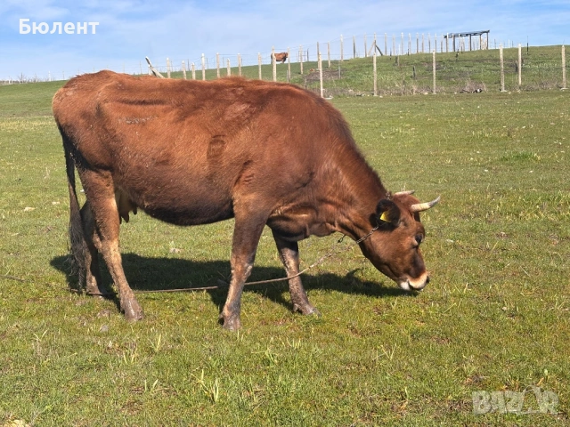 Крава жарсе на 4 години, заплодена на 6ти месец, снимка 2 - Крави - 53590761