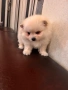Померан, снимка 5