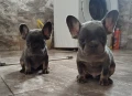 Елитни френски булдоци родени на 23.08., снимка 4