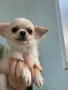 Чихуахуа  дългокосмести, снимка 8
