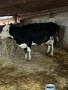 Продавам 2 Крави, снимка 2