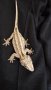 Gargoyle gecko, Ушат новокаледонски гекон, снимка 3