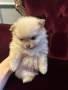 Pomeran mini , снимка 5