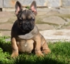 Френски булдог, снимка 6