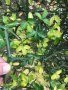 Портокал трилистен,Poncirus trifoliata, семена и растения, снимка 9