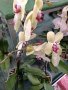орхидеи , снимка 6