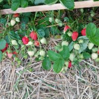 продавам разсад ягоди и малини , снимка 9 - Разсади - 44131432