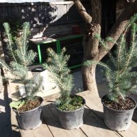 Сребрист смърч (Picea pungens), снимка 6 - Разсади - 35188178