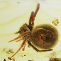 Уникален Балтийски кехлибар с фосил отлично съхранен паяк Araneae , снимка 1 - Други - 33608548