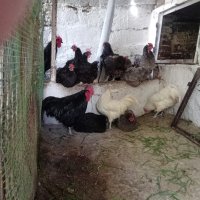 Разплодни яйца и пиленца от Легхорн, Легбар, Австралорп черен, син, Бял , снимка 9 - Кокошки и пуйки - 43887227