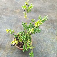 Илекс, Ilex crenata 'Convexa' , снимка 9 - Градински цветя и растения - 39366329