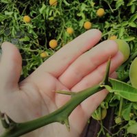 Див лимон (Poncirus trifoliata), снимка 5 - Разсади - 33037314