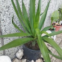Палма Юка агаве стайна, снимка 12 - Стайни растения - 32852031