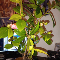 градинска студоустойчива Камелия, снимка 2 - Градински цветя и растения - 43792196