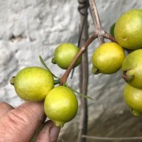 Лимонова гуава, Yellow strawberry guava,семена, снимка 2 - Градински цветя и растения - 34924204