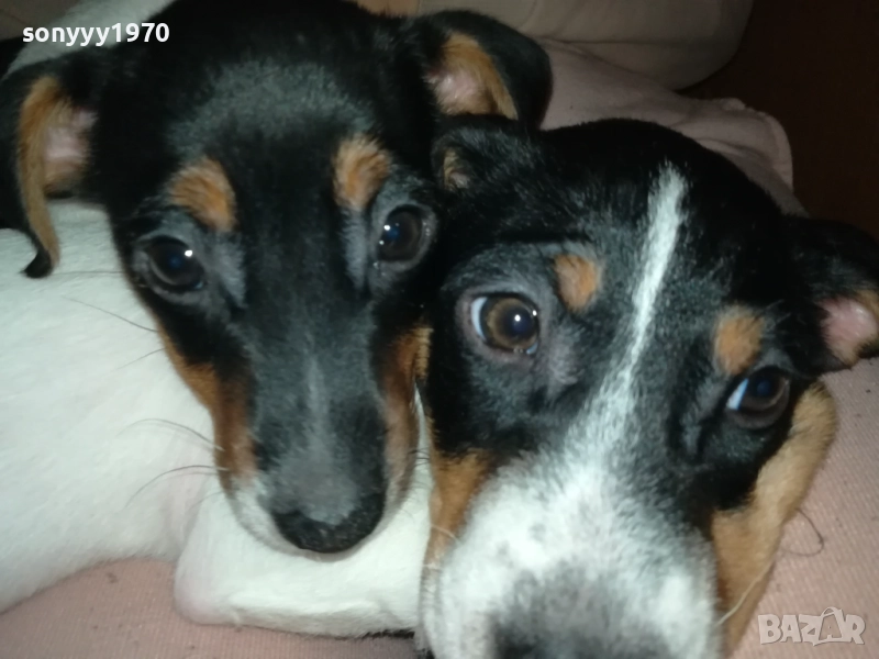 ФИНАЛНА ПРОДАЖБА-ПОСЛЕДЕН ДЖАК РЪСЕЛ-СЛАДКА ДАМА 3010251451, снимка 1