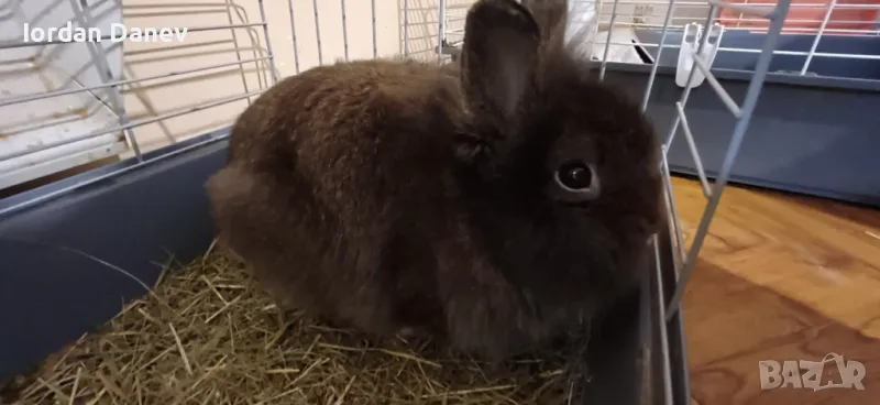 Декоративни зайчета , снимка 1