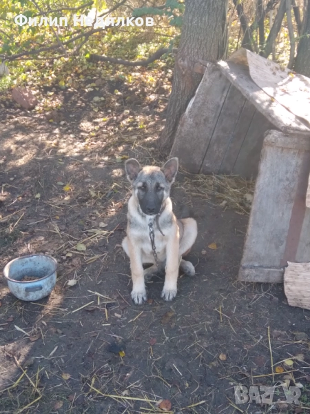 Женска стражева овчарка на 4 месеца. , снимка 1
