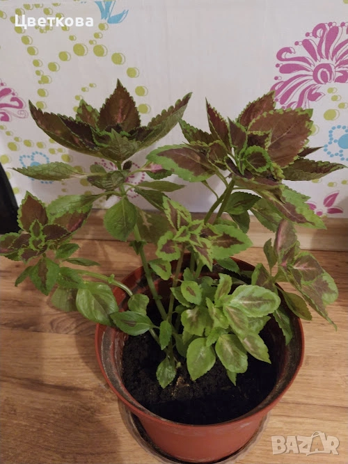 голяма копривка, снимка 1