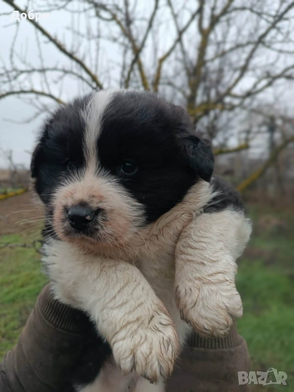 Мъжко каракачанско кученце, снимка 1