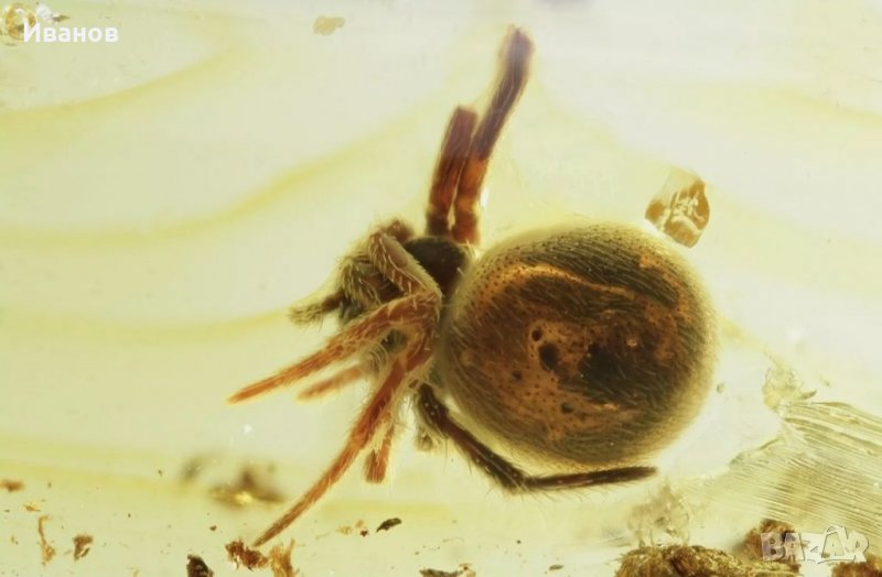 Уникален Балтийски кехлибар с фосил отлично съхранен паяк Araneae , снимка 1