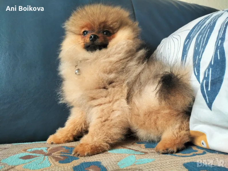 Померан Бо, снимка 1