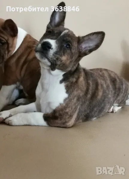 Басенджи, снимка 1