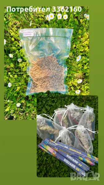 Комплект Чага (Inonotus obliquus), снимка 1