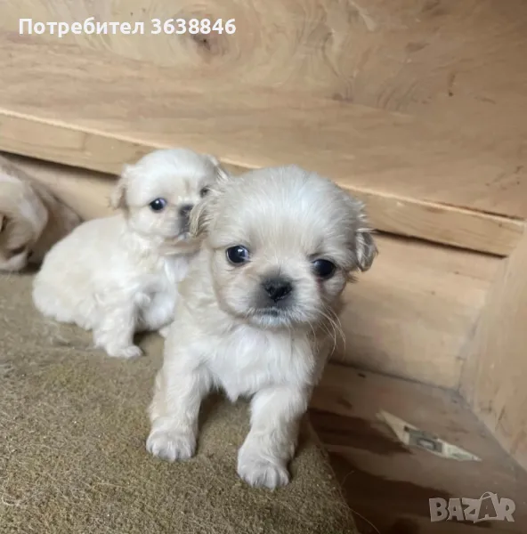 Пекинез, снимка 1