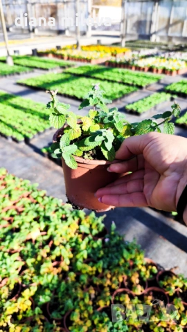 Непета, Nepeta, многогодишна и студоустойчива!!, снимка 8 - Градински цветя и растения - 52425887