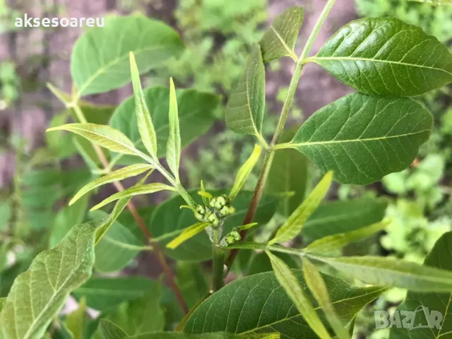 Фиданки от медоносното дърво на пчеларя Еводия Даниели разсад дръвчета за медосбор, снимка 11 - Разсади - 49271875