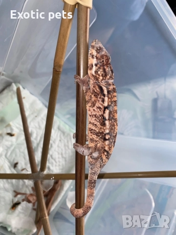 Леопардов хамелеон , снимка 3 - Хамелеон - 52913751