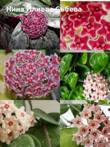 Восъчно цвете, хоя, различни видове и размери , снимка 3 - Градински цветя и растения - 38144193