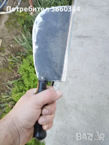 Сатър белгийски 