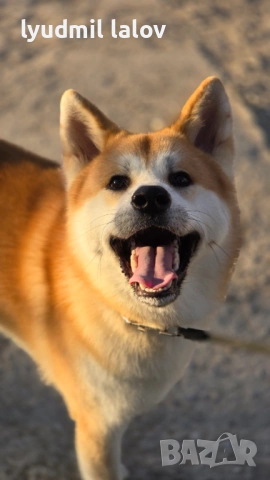 Акита Ину родословие документи, снимка 5 - Акита ину - 53076997